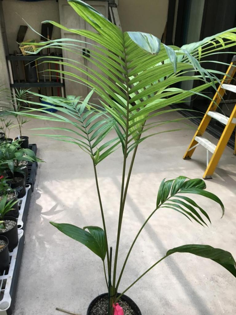 Unk_pinnate_palm_for_ID_01-01_09-19-19.thumb.JPG.238761b83fb1ed0e448ad6591a817a3a.JPG