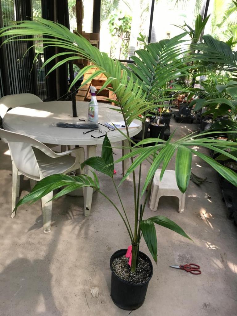 Unk_pinnate_palm_for_ID_01-02_09-19-19.thumb.JPG.1bc1b6dba654ab40d48ef4f39ab84f3b.JPG