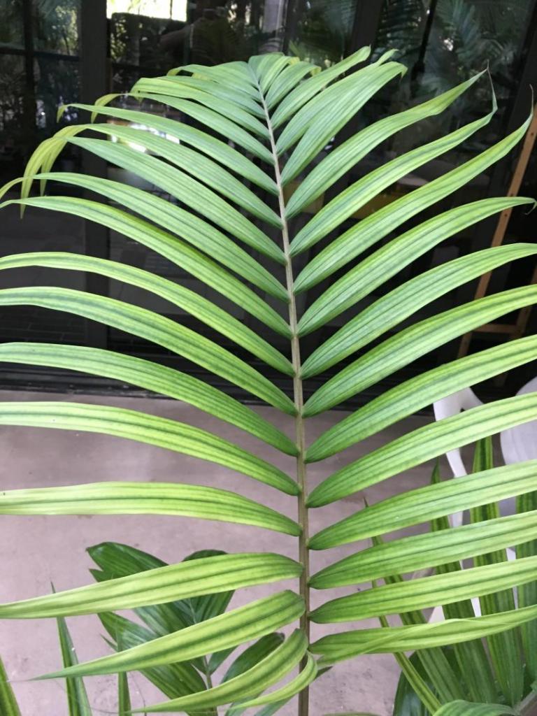 Unk_pinnate_palm_for_ID_01-03_09-19-19.thumb.JPG.8c1a1a5b7ea3135ec86460598bc59b6e.JPG