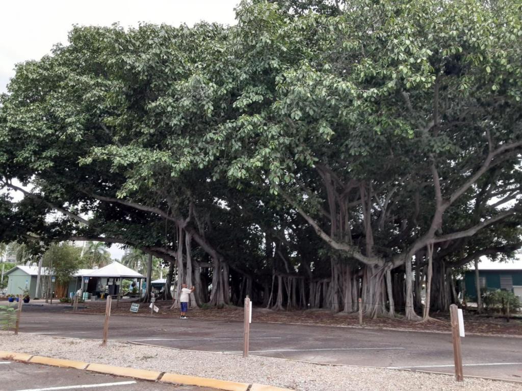 0002_Banyan.jpg