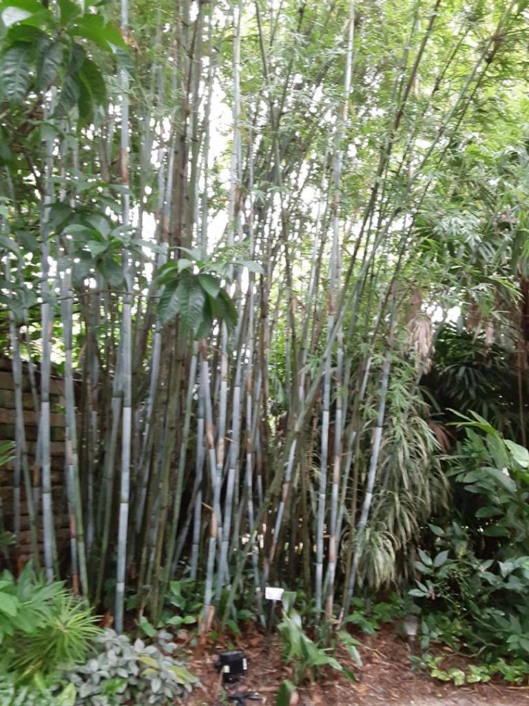 0007_BlueBamboo.jpg