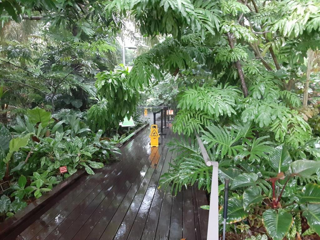 0011_RainyJungleWalkway.jpg