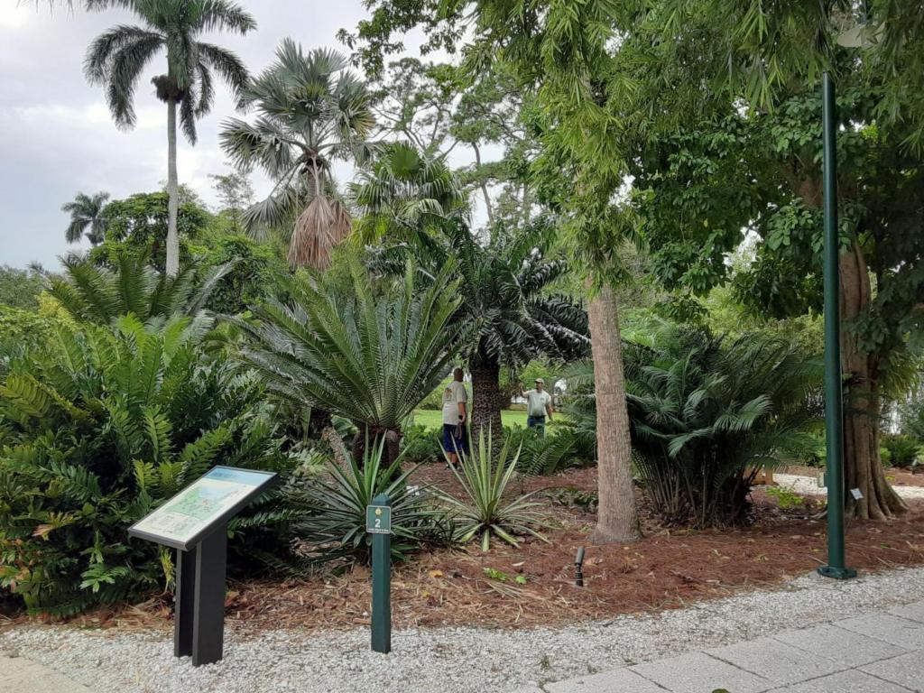 0019_Lots_of_Cycads.jpg