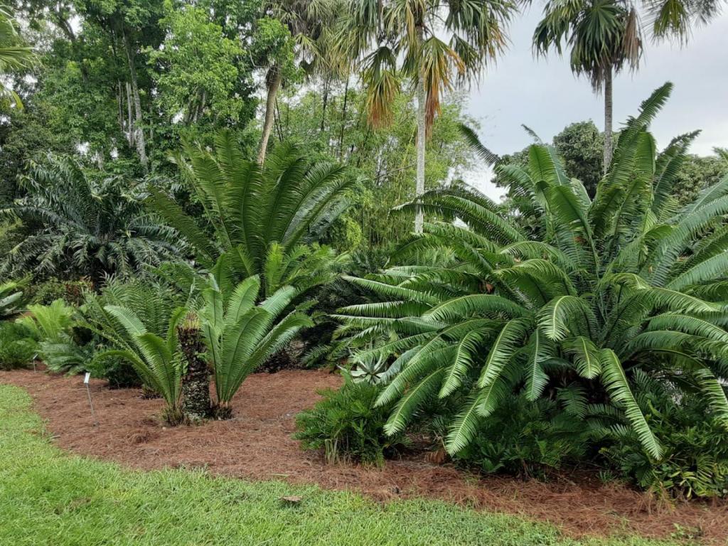 0020_Lots_of_Cycads_2.jpg