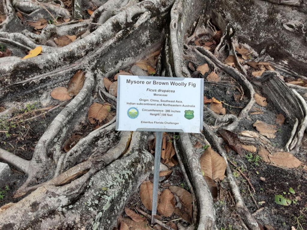 0024_Ficus_drupacea_sign.jpg