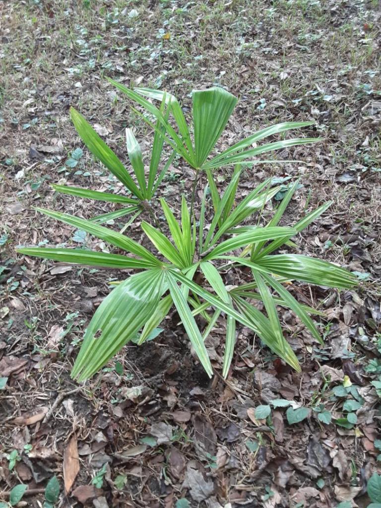 05_20191010_170356_Trachycarpus_fortunei_1600.jpg
