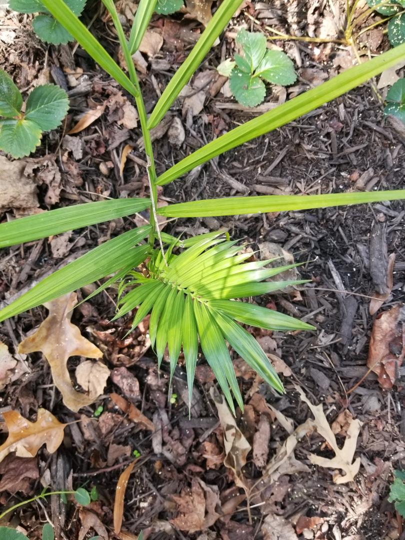 Nice Ravenea rivularis Leaf