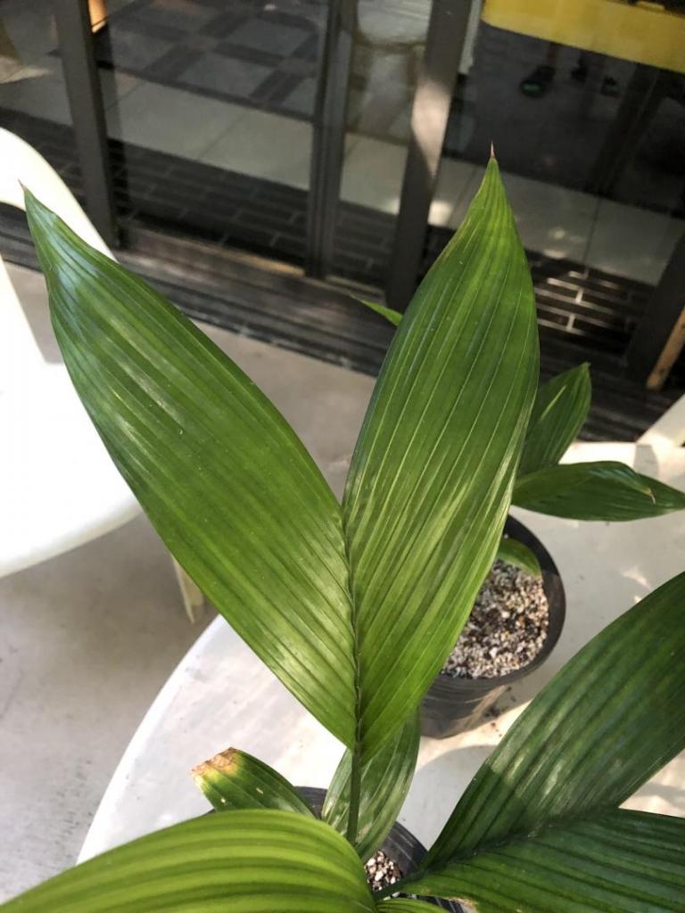 1878367130_Arecacatechunormalleaf0110-24-19.thumb.JPG.72e82ea19714cc4c0b8190a0f9a08972.JPG