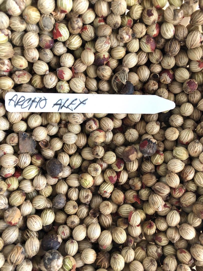 Archonotophoenix alexandrae seeds