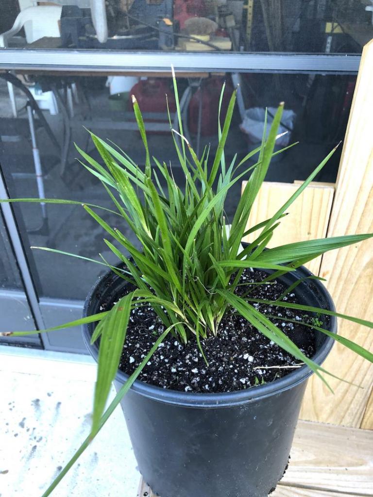 548555362_Coccothrinaxborhidianaseedlingsx500210-31-19.thumb.JPG.fe68784c188e29b71f07dd59f7dc8113.JPG