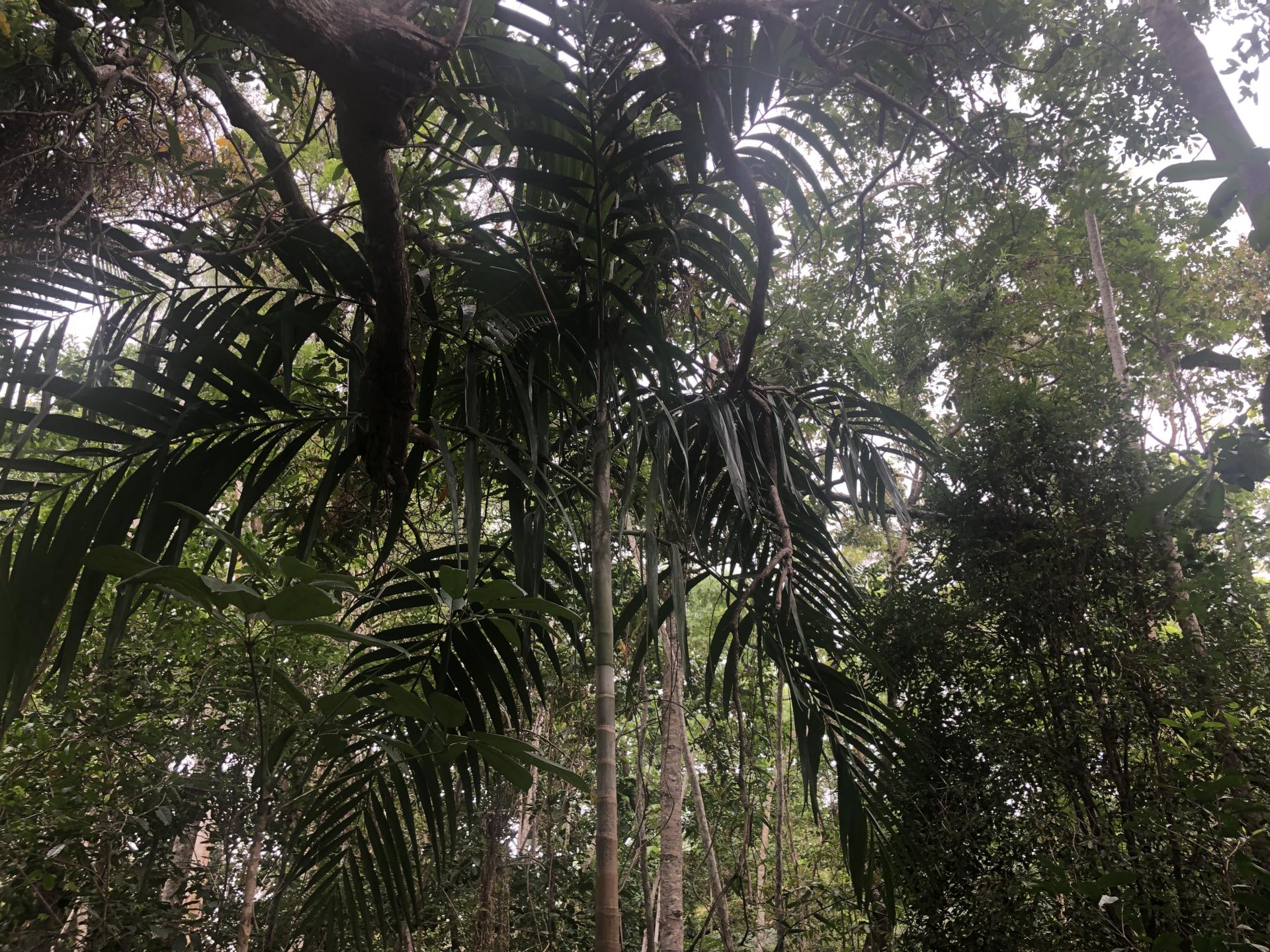 Campus palms JCU Cairns