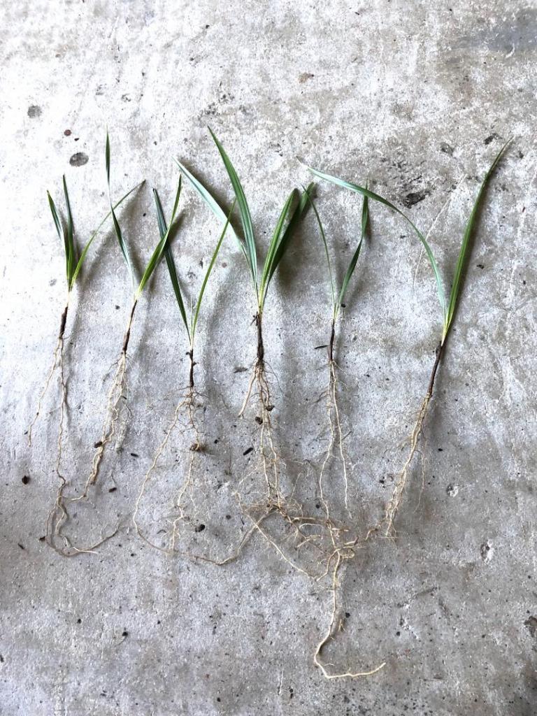 915274758_Coccothrinaxborhidianaseedlingsx500310-31-19.thumb.JPG.b1a3599e8500697320232ea0237e1e10.JPG