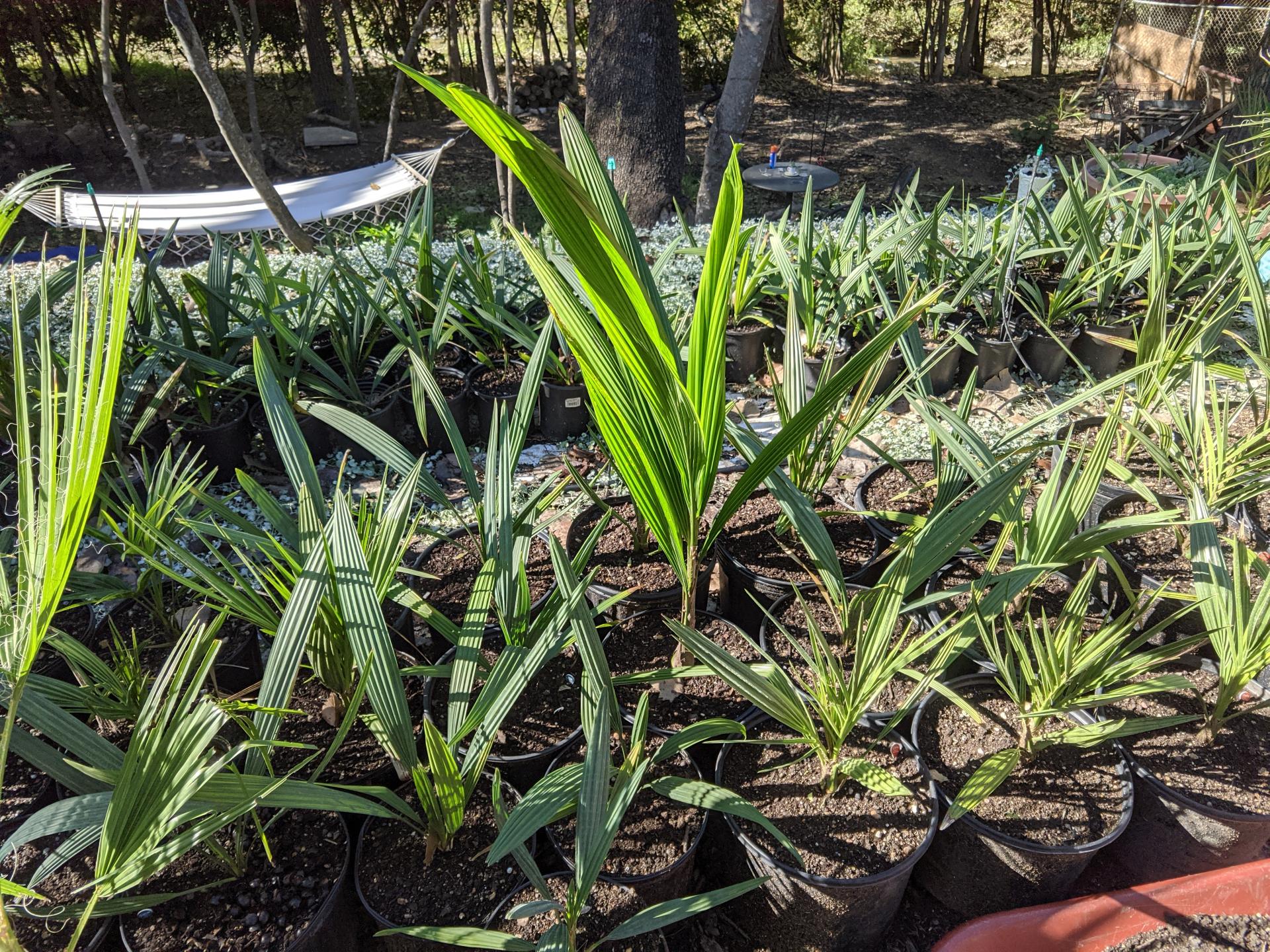 New Sabal Variety?