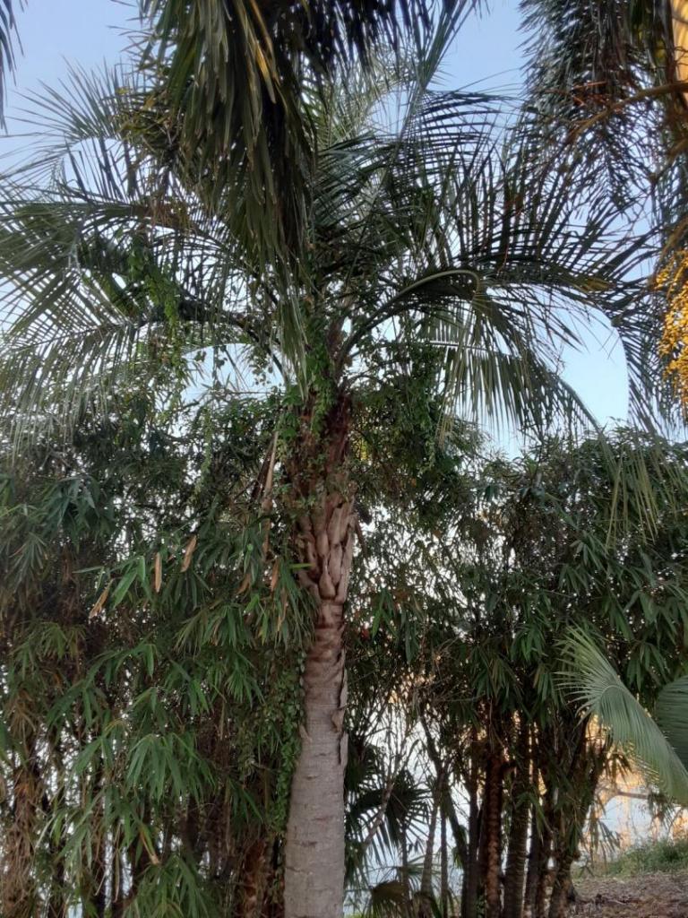 0004_Mule_Palm_Butia_x_Syagrus.jpg