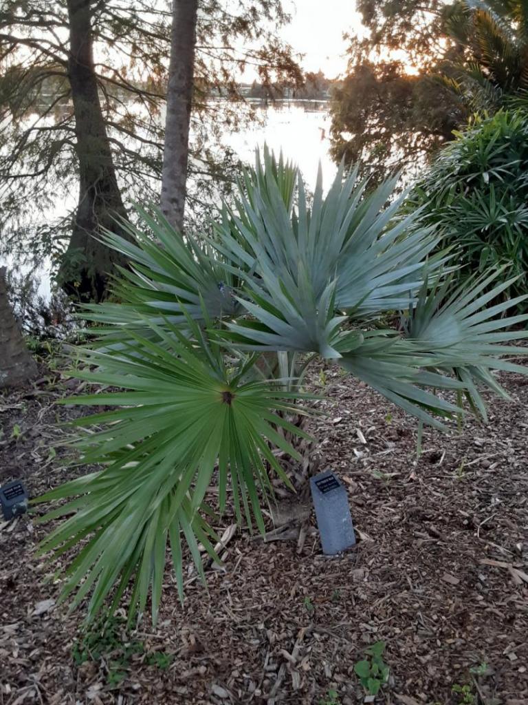 0008_Leucothrinax_morrissii_Key_Thatch_Palm.jpg