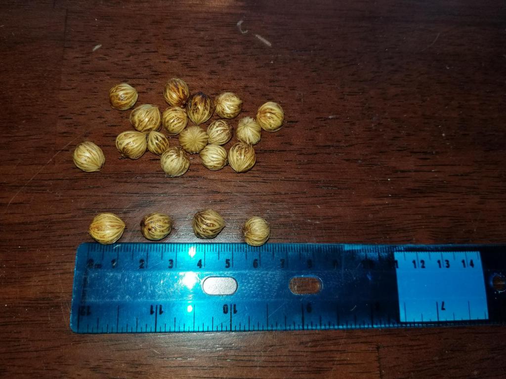 King Palm Seed - ID? - DISCUSSING PALM TREES WORLDWIDE - PalmTalk