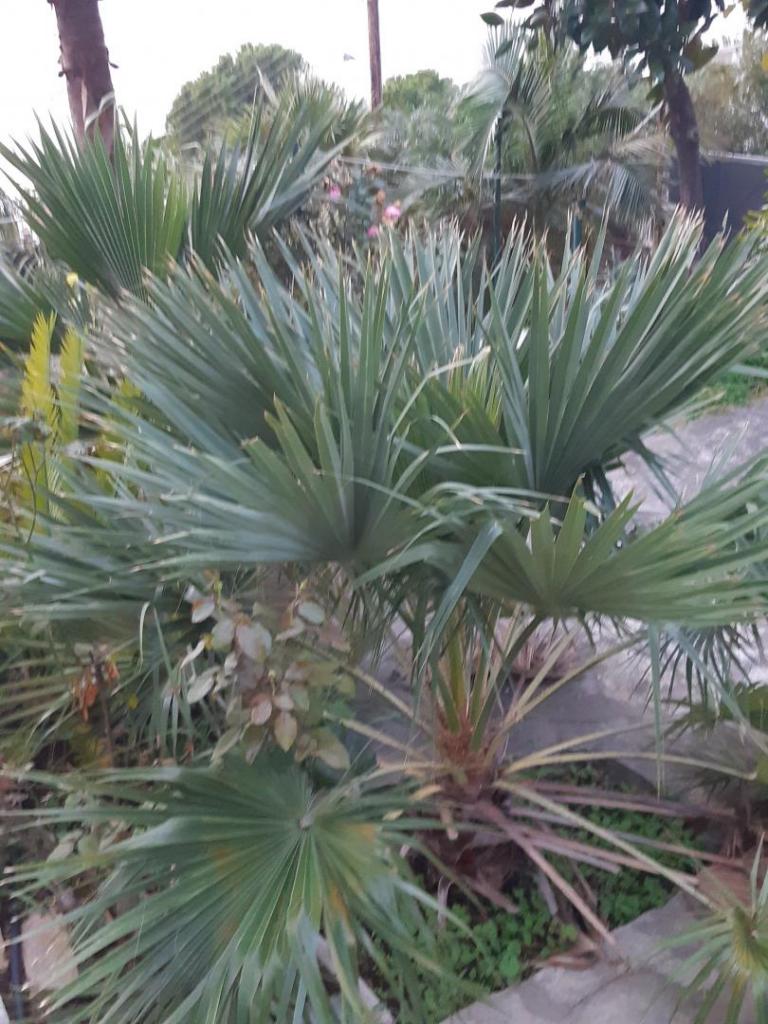 20191124_165540.thumb.jpg.bd399a6316ed0072d56eb5eb73aed609.jpg