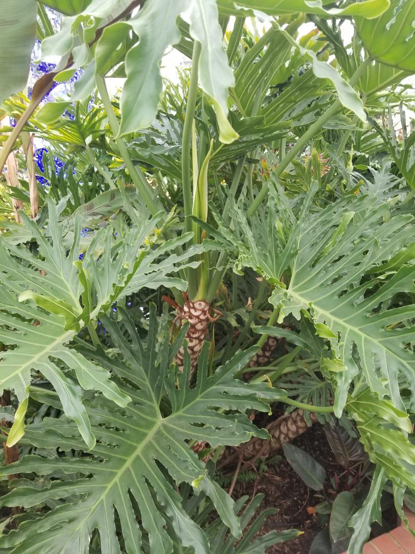 What Are These Called Again? TROPICAL LOOKING PLANTS