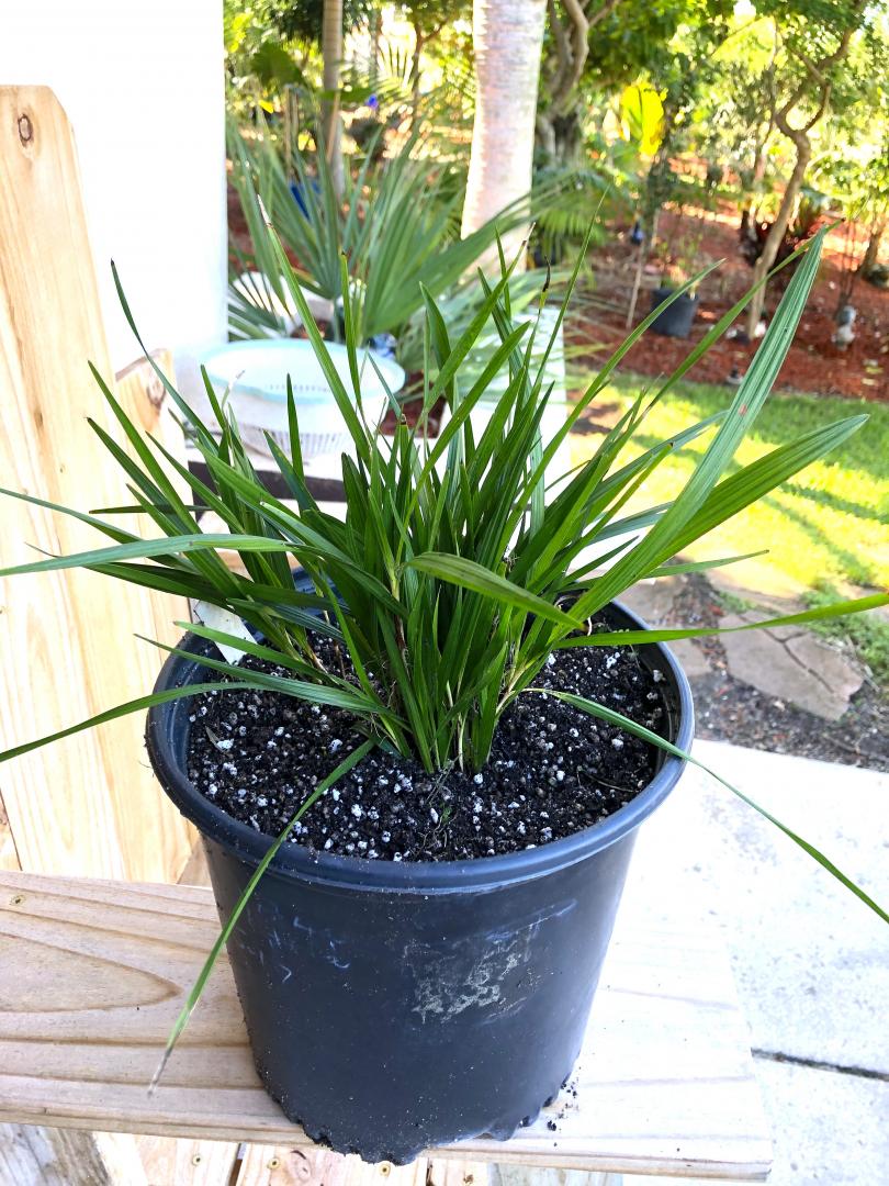 Coccothrinax borhidiana Seedlings: $1.00 each