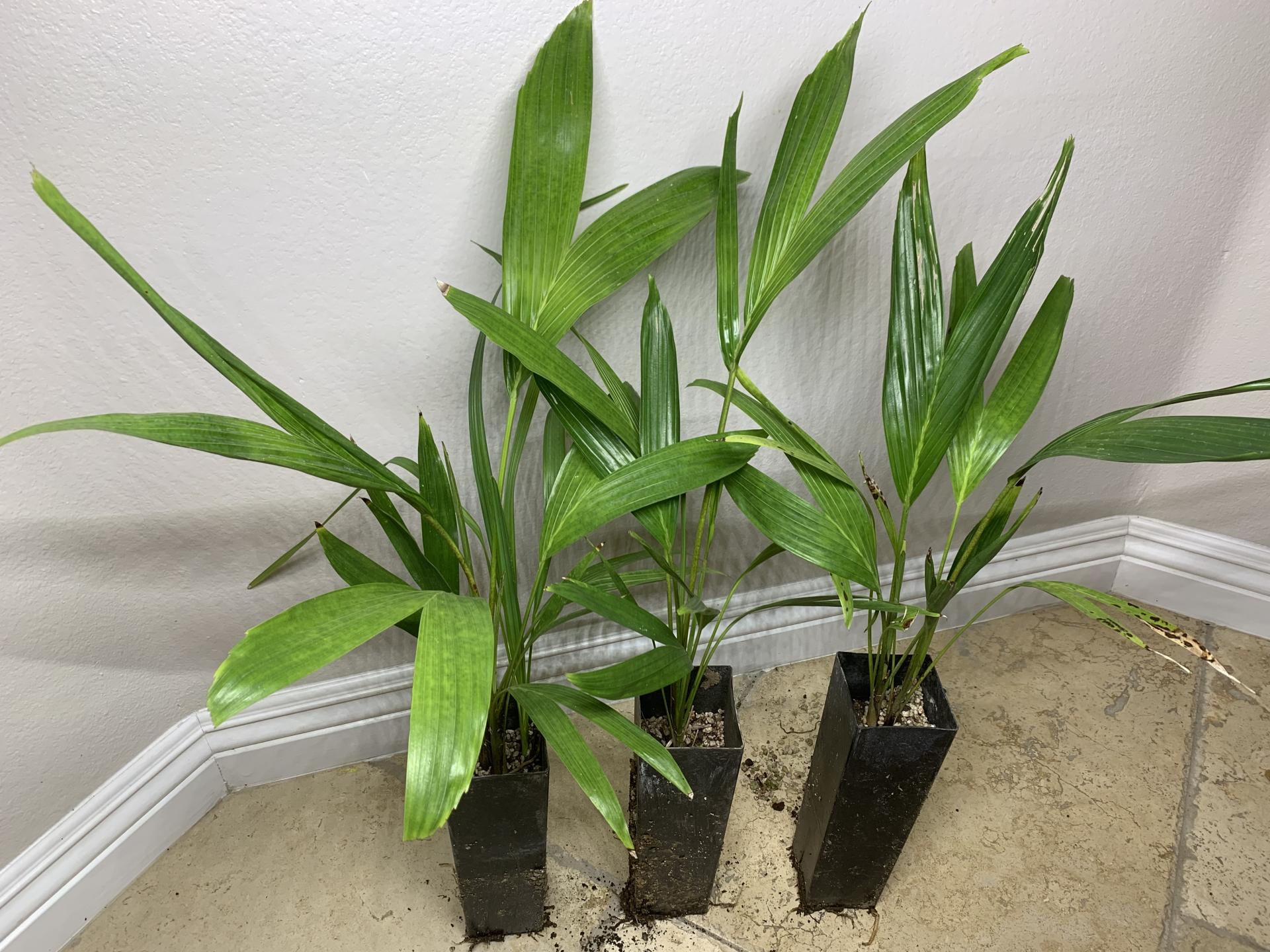 Ptychosperma elegans bands for sale