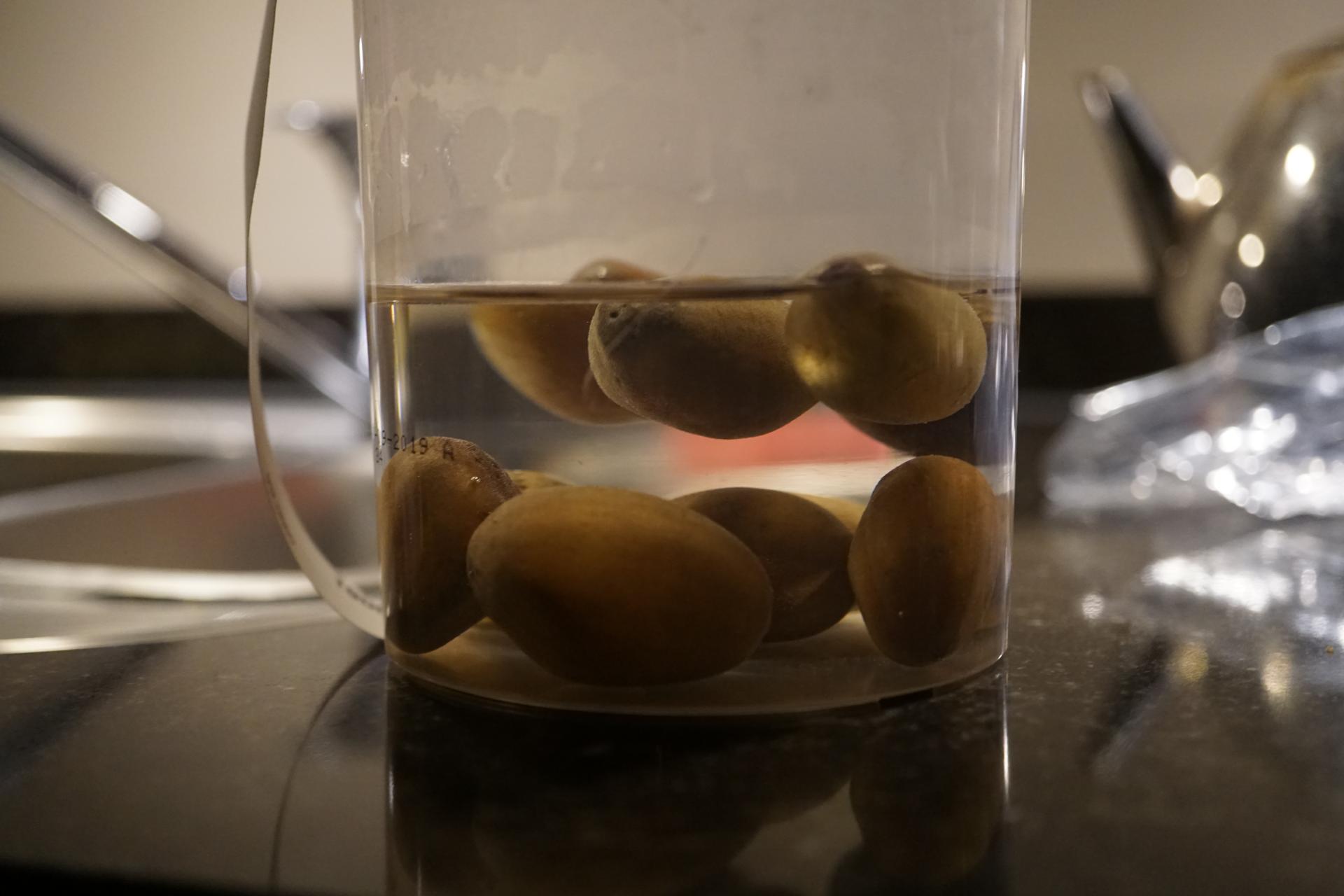 Storing macrozamia seeds