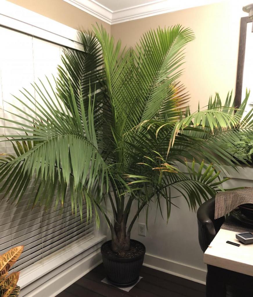 MajestyPalm23NOV2019.jpg