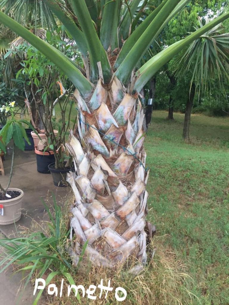 Palm1_LI.jpg