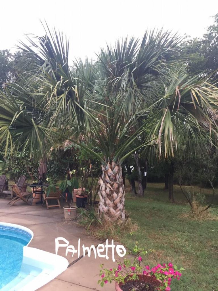 Palm4_LI.jpg