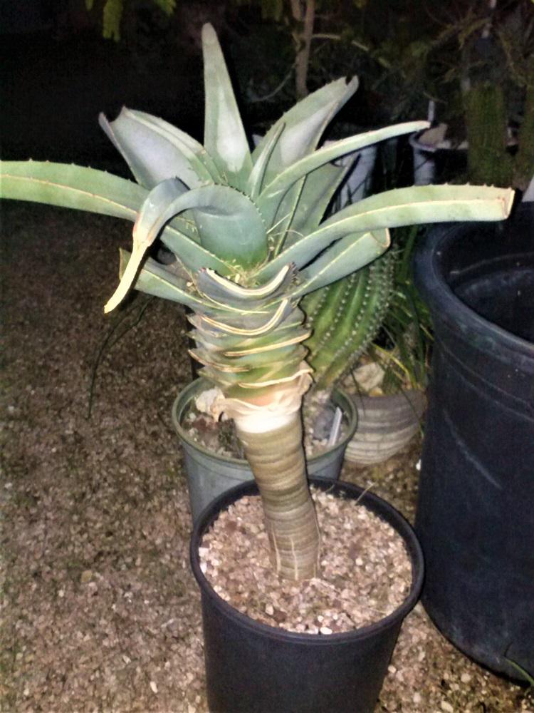 1437530797_1226191738132.jpg.dca3c8666c2f3dab7e00ce384c6dc17e.jpg