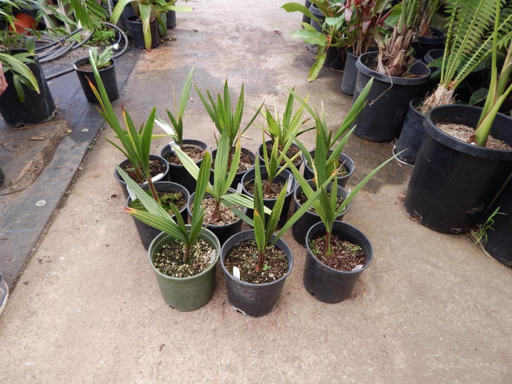 Jubaea chilensis 2g Aug JH (6).JPG