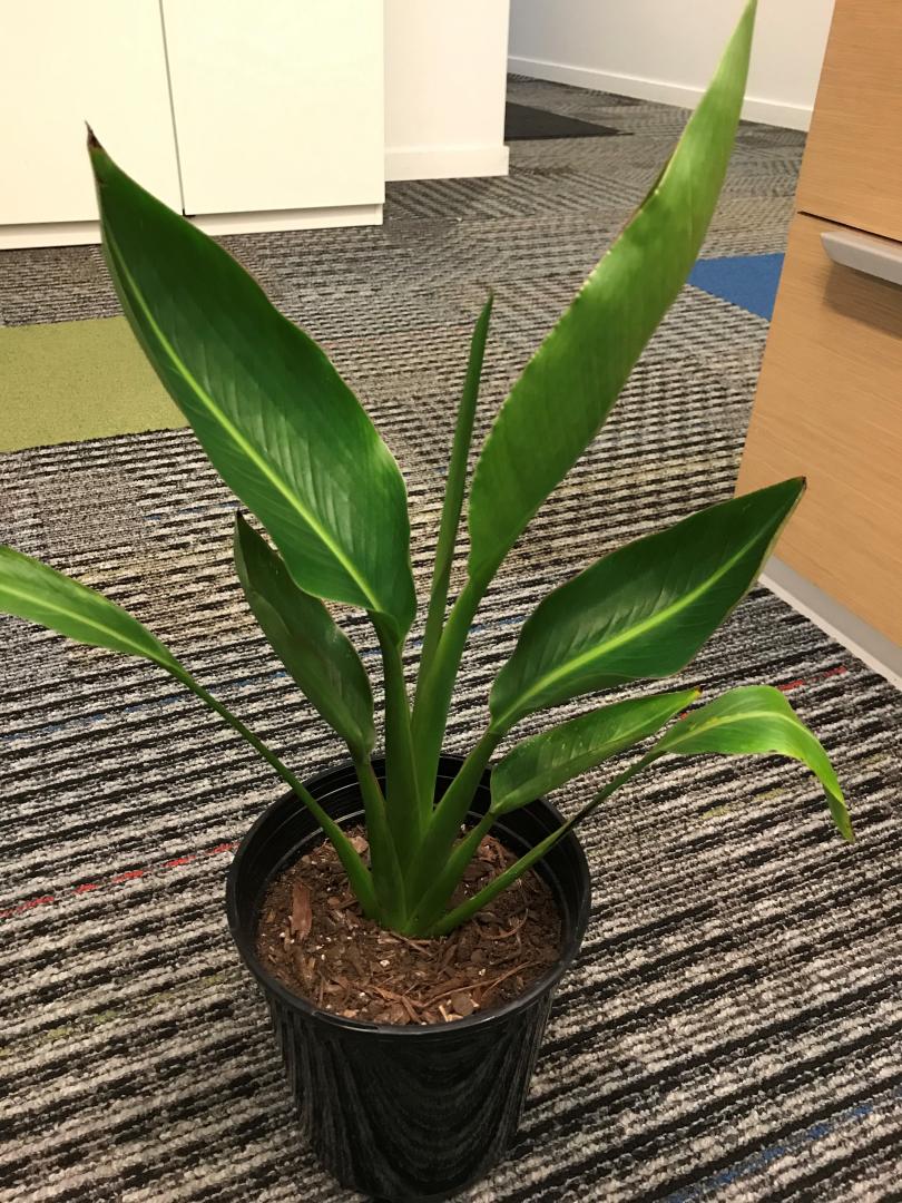 Indoor Travelers Palm Care - TROPICAL LOOKING PLANTS - Other Than Palms -  PalmTalk