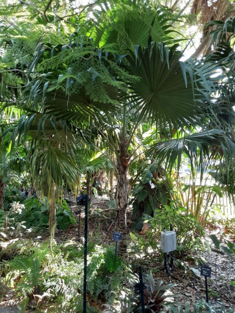 20191201_101748_Florida_Thatch_Palm_02.jpg