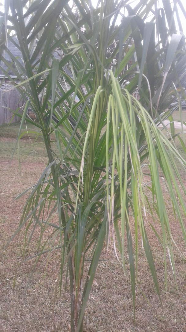 Queen Palm Growth in Winter DISCUSSING PALM TREES WORLDWIDE PalmTalk