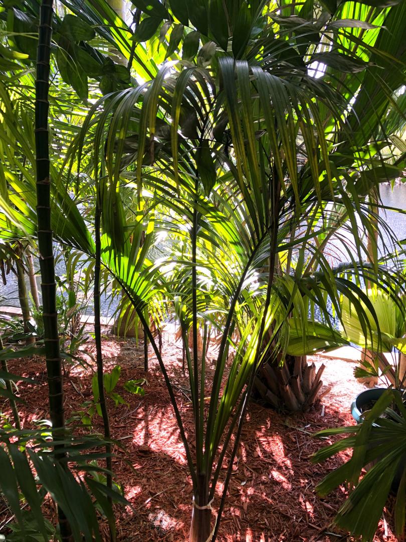 You grow [Palm] in the ground Where?