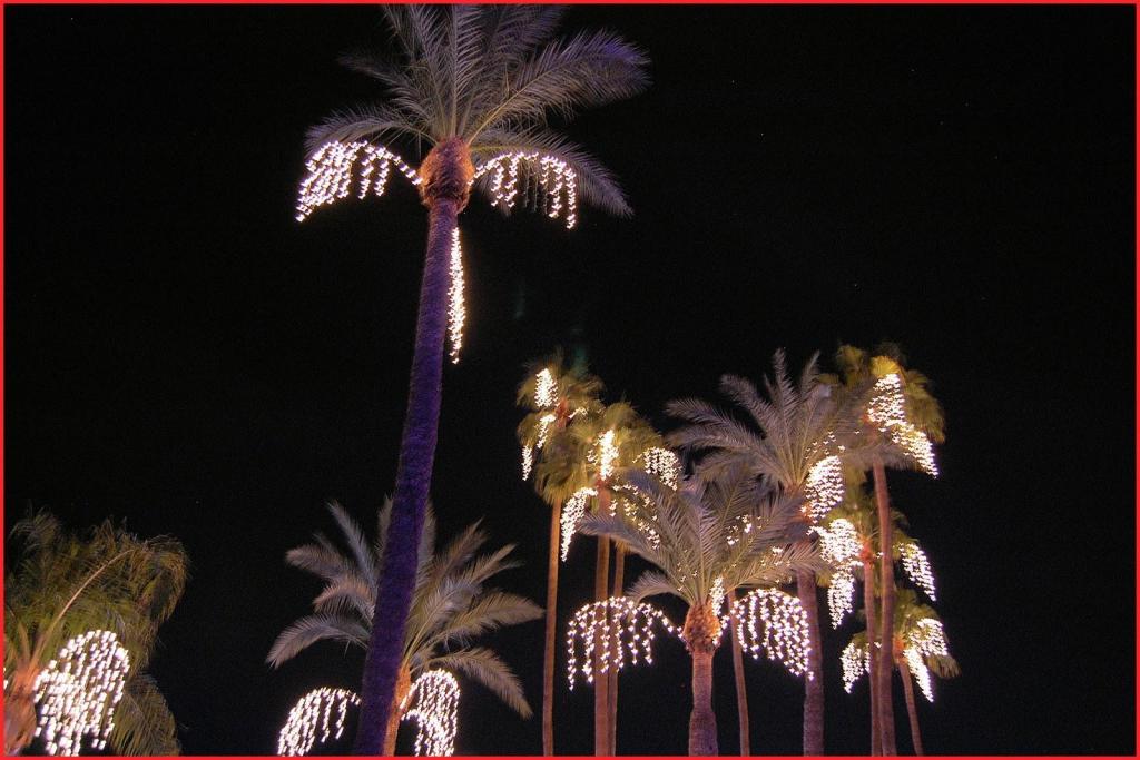 LitPalmTrees.jpg