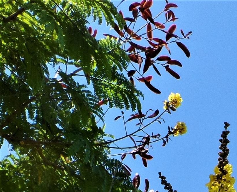 Houston Tree ID Peltophorum? TROPICAL LOOKING PLANTS Other Than