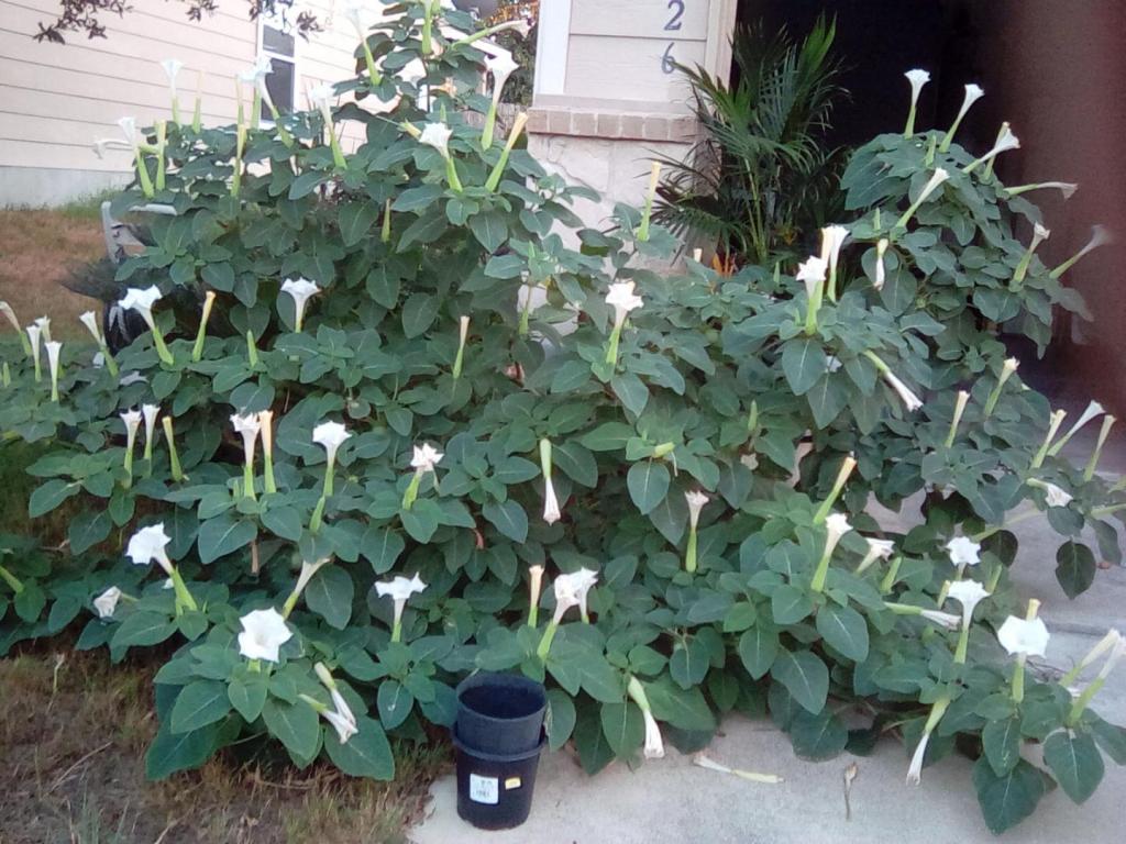 datura.jpg