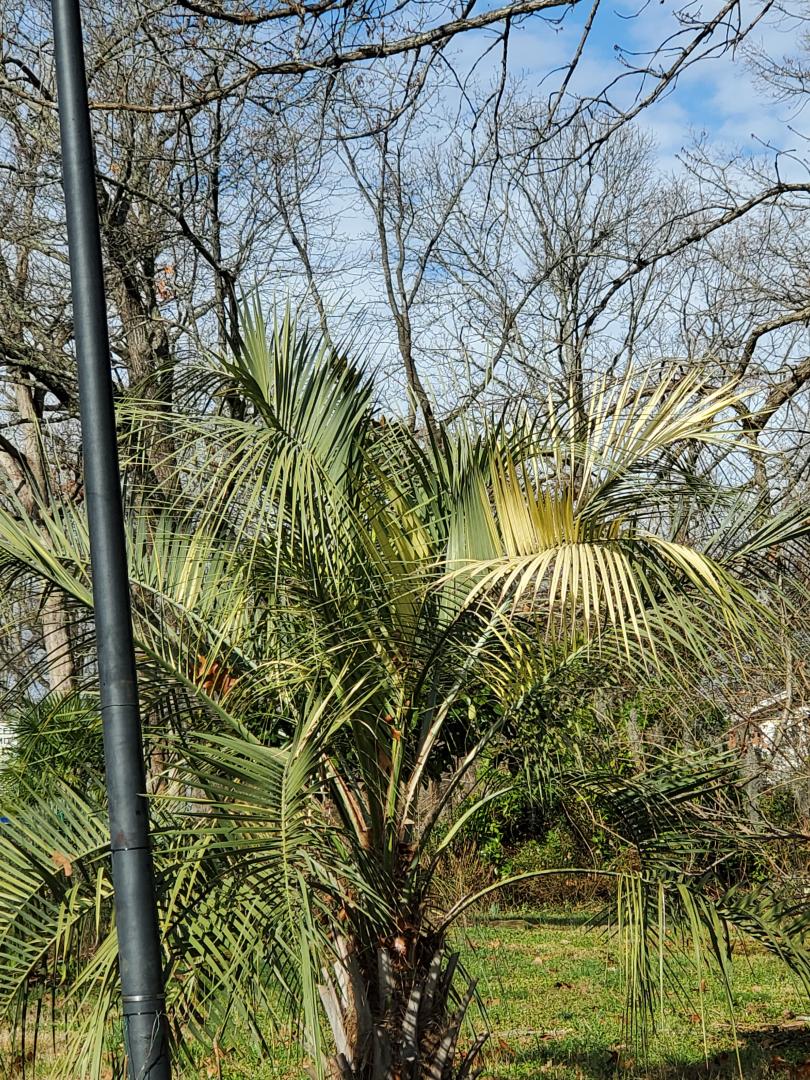 Extremely rare variegated Butia