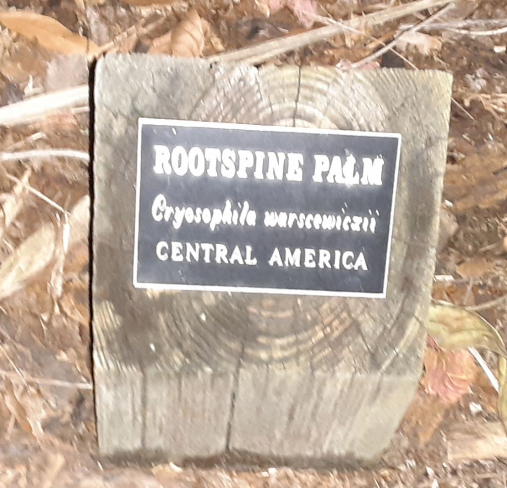 20200127_193632_Cryosophila_warscewiczii_sign.png.png