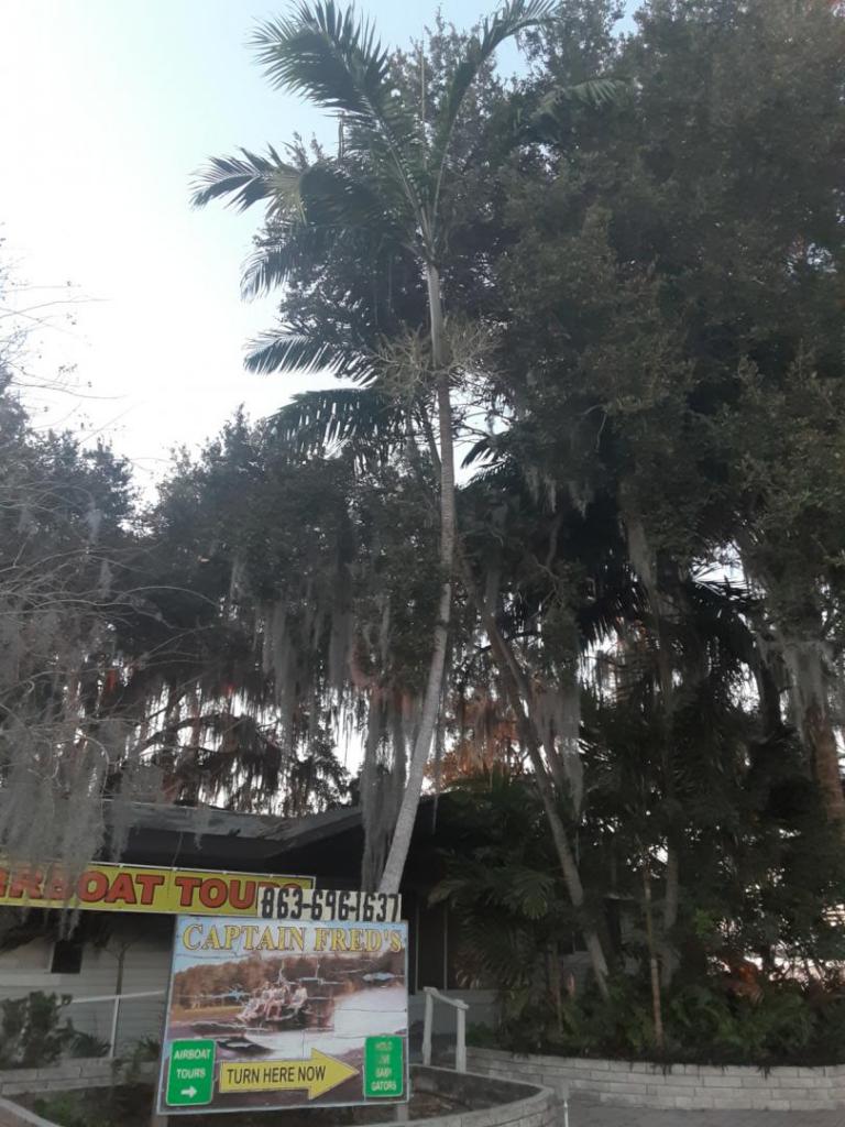 20200128000000_Captain_Freds_Veitchias_00_1600.jpg