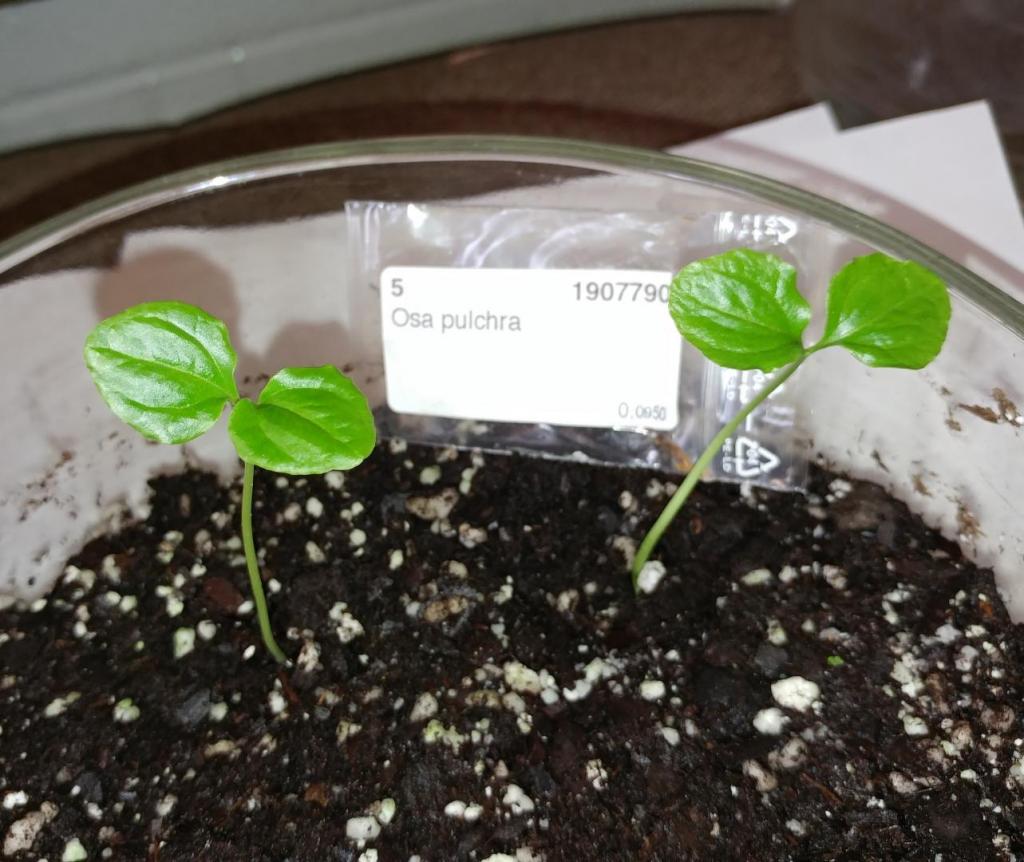 osa seedlings.jpg