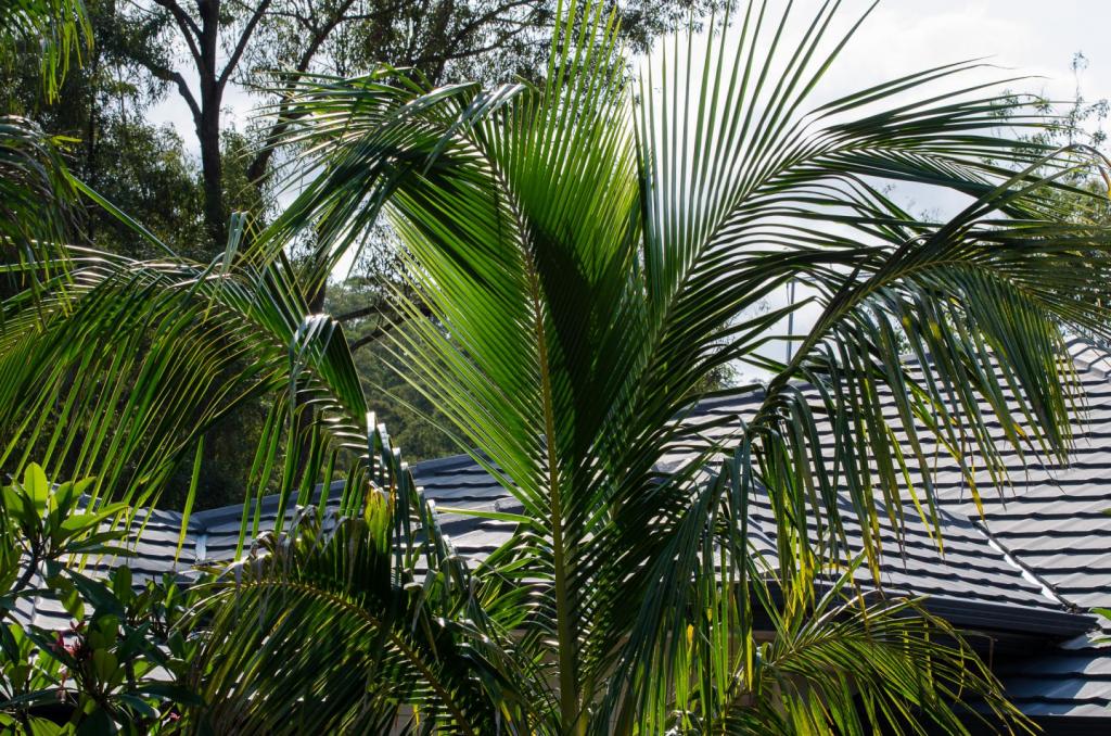 DSC_0408.thumb.jpg.96d13fadf237c000d4bcfd7b763c3415.jpg