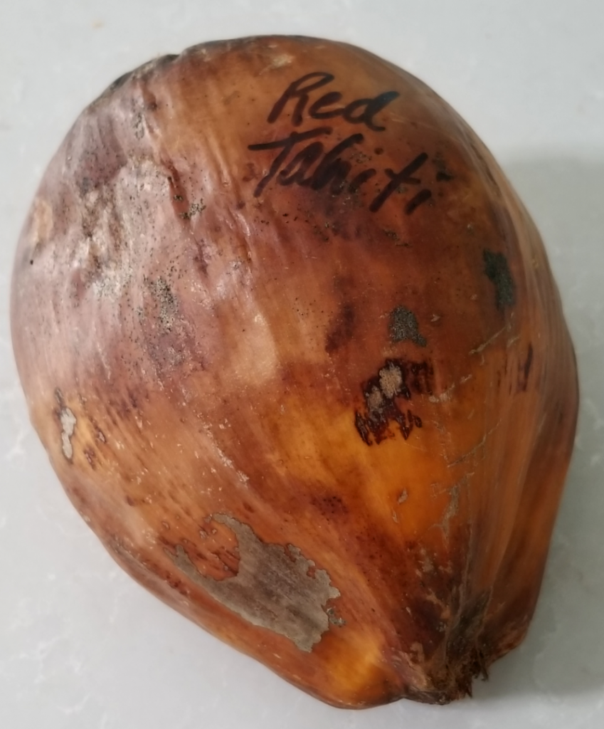 RedTahitiDwarfCoconut.1.31.2020.png