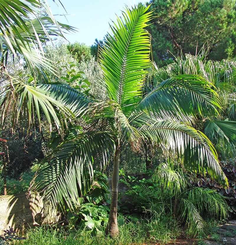Growing Dictyosperma album in 9b/10a zones In Australia or New Zealand