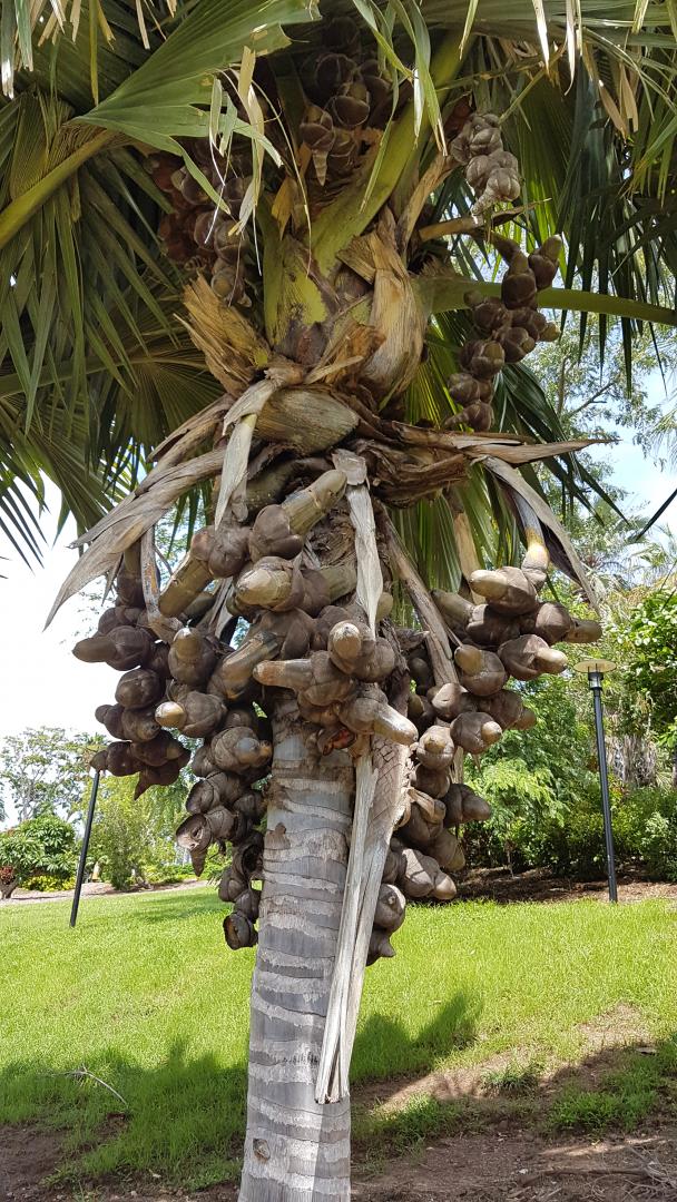Licuala mattanensis 'Mapu' – Paradise Palm – Buy seeds at