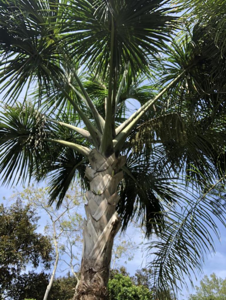Most beautiful palm...Mauritia carana DISCUSSING PALM TREES WORLDWIDE PalmTalk