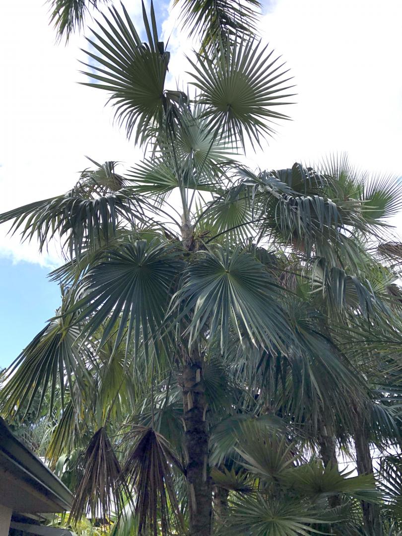 Coccothrinax scoparia Seeds For Sale PalmTalk