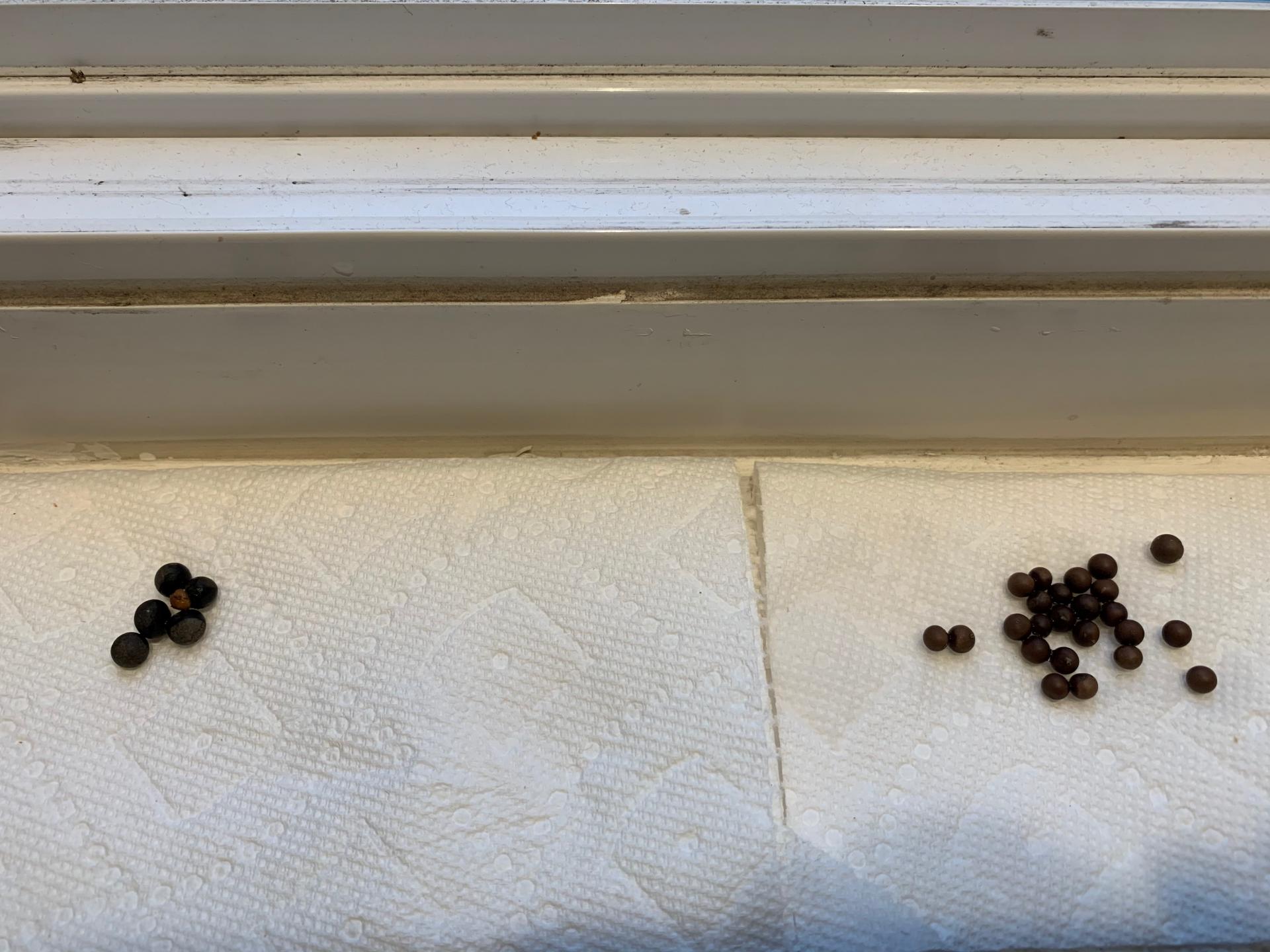 Lanonia Hexasepala Seeds