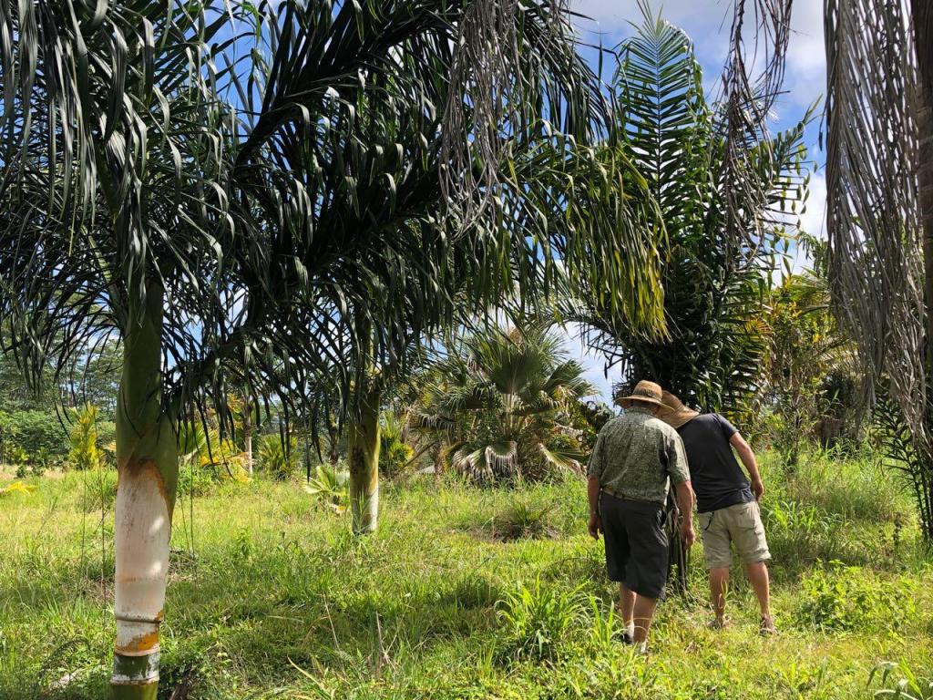 Dypsis mananjarensis1.jpg