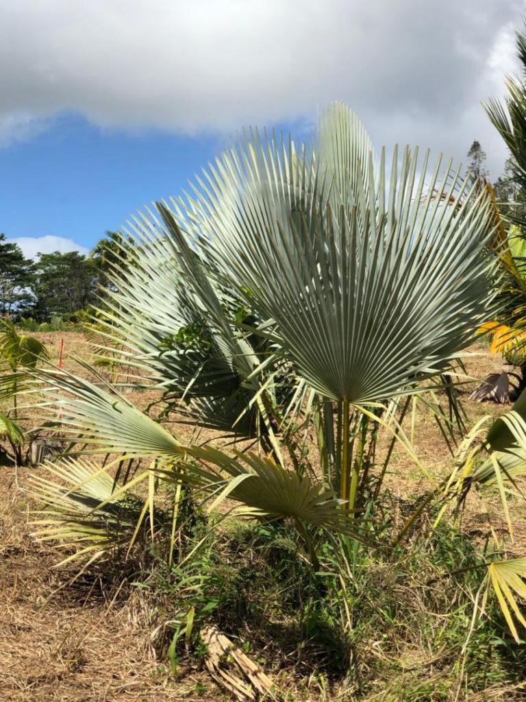 Copernicia fallaensis.jpg